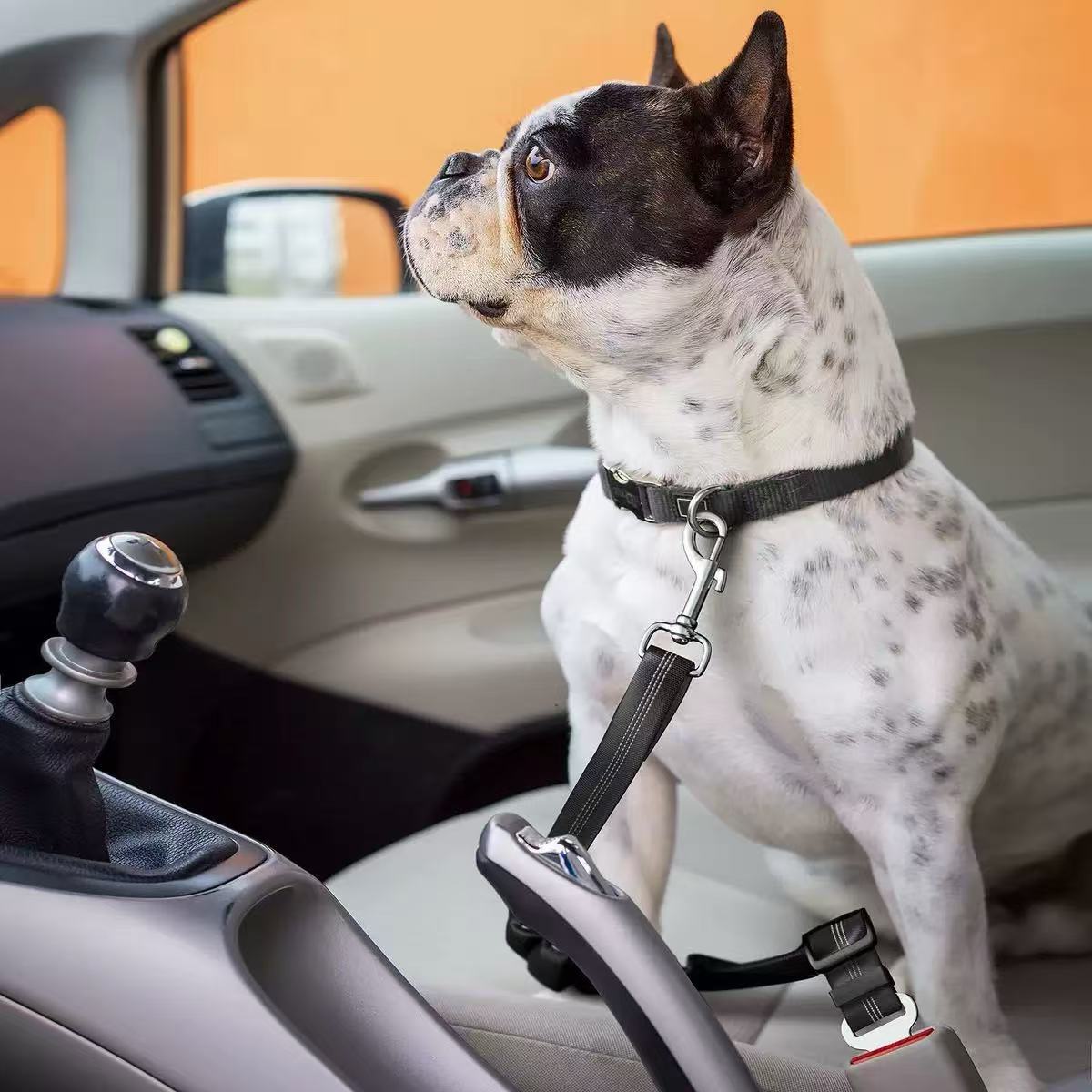 Dog buckled up in the back seat