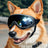 Dog wearing goggles