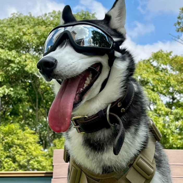 Dog wearing goggles