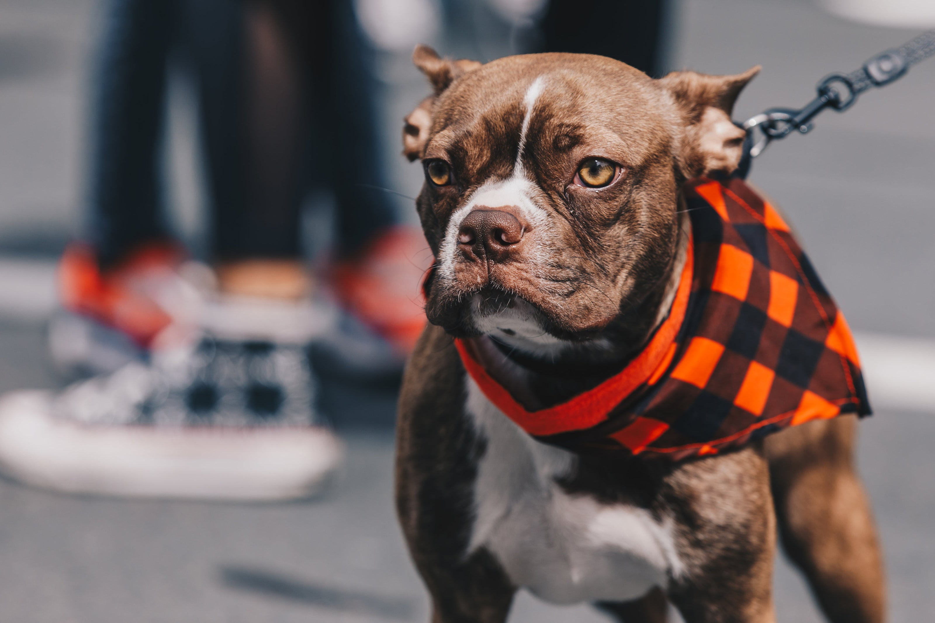 Dog leashes