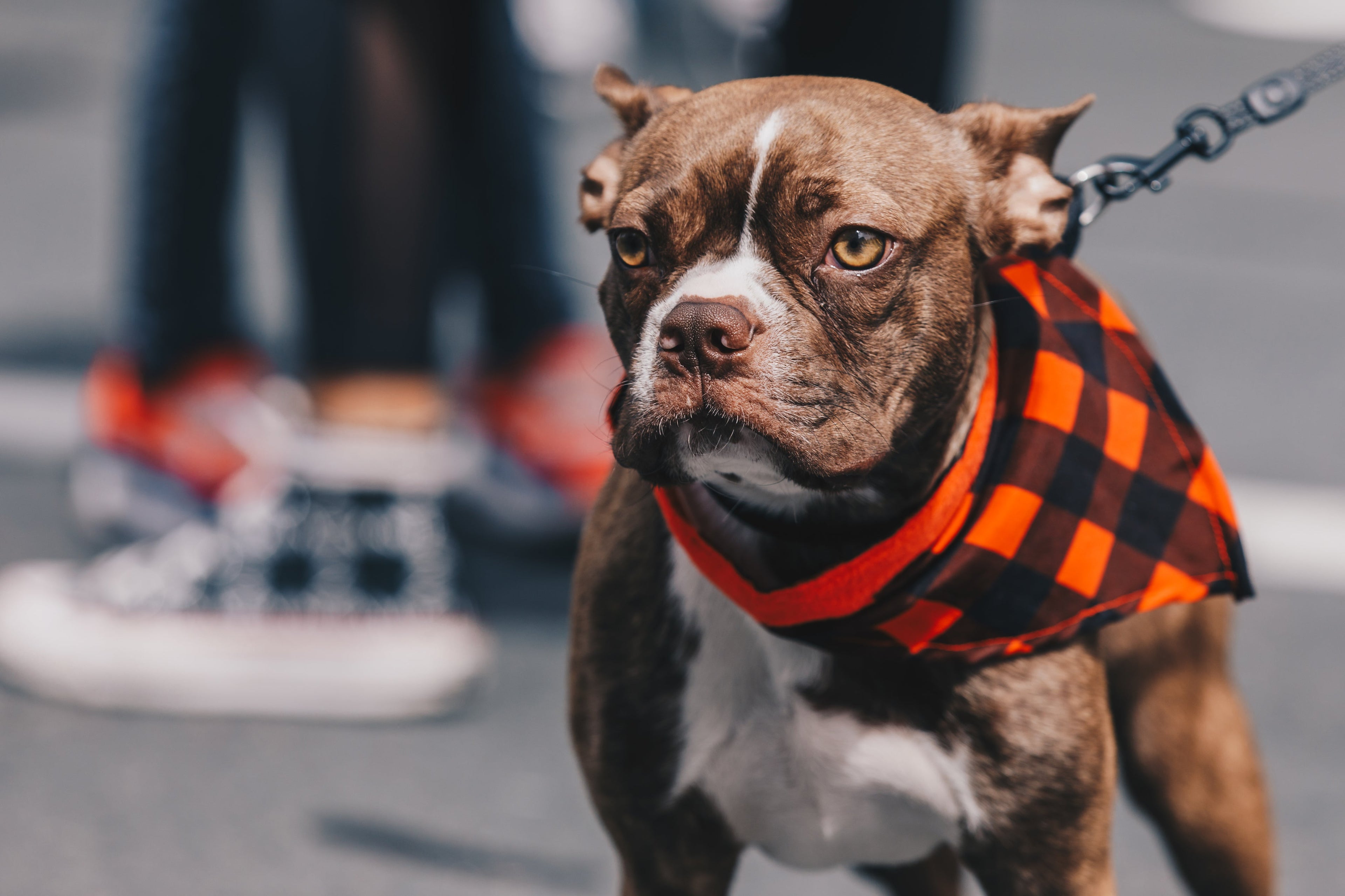 Dog leashes