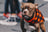 Dog leashes
