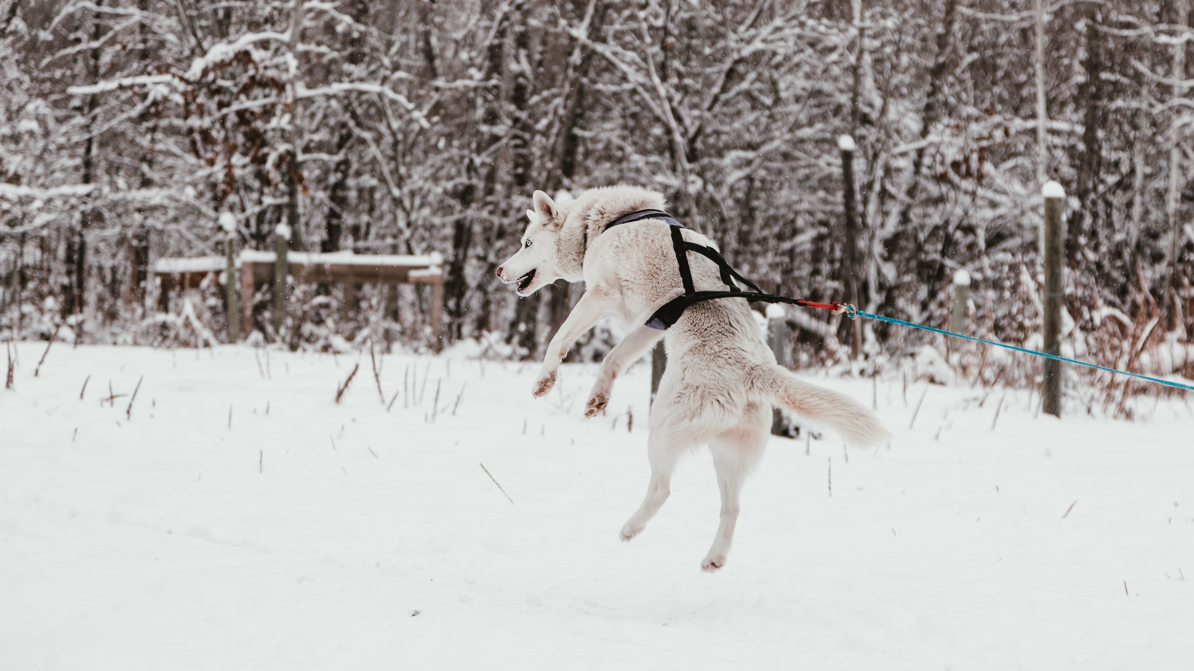 Dog in harness