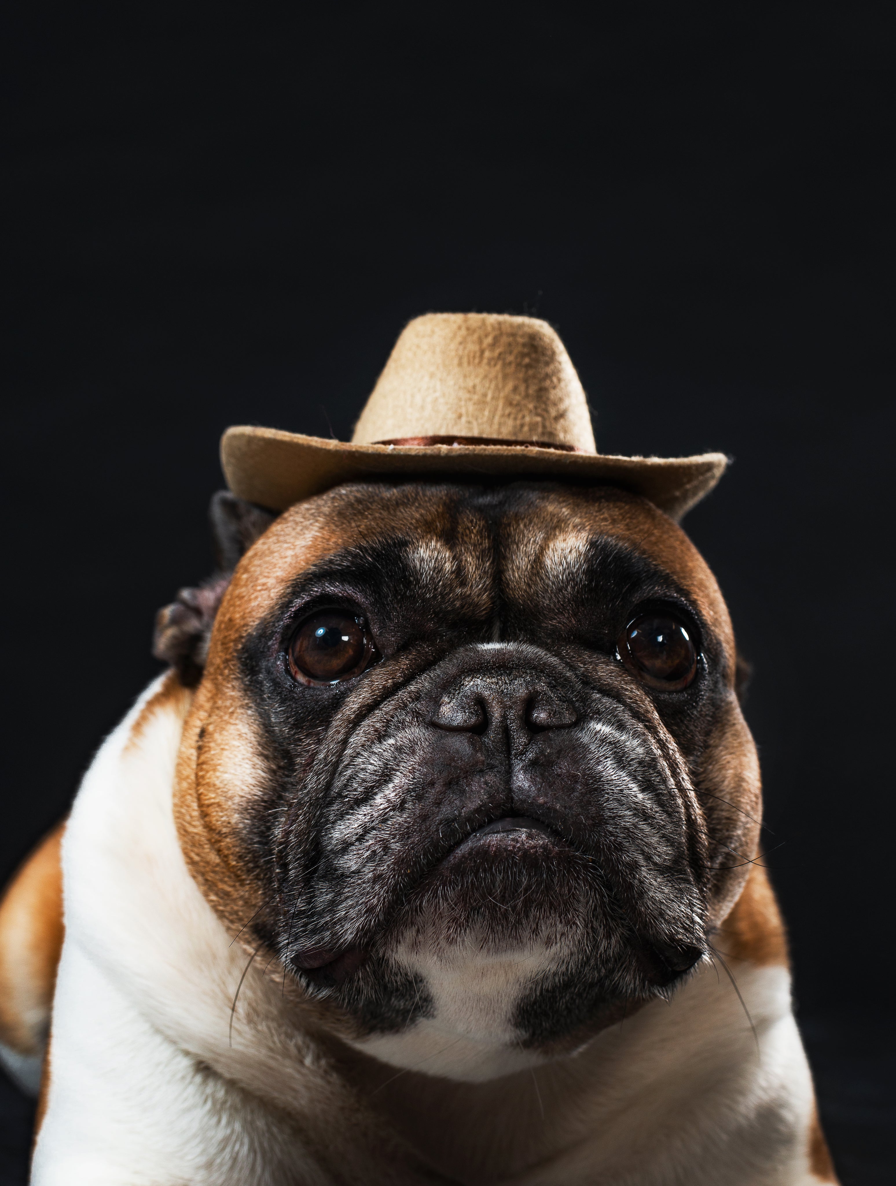 Dog wearing a hat