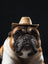 Dog wearing a hat
