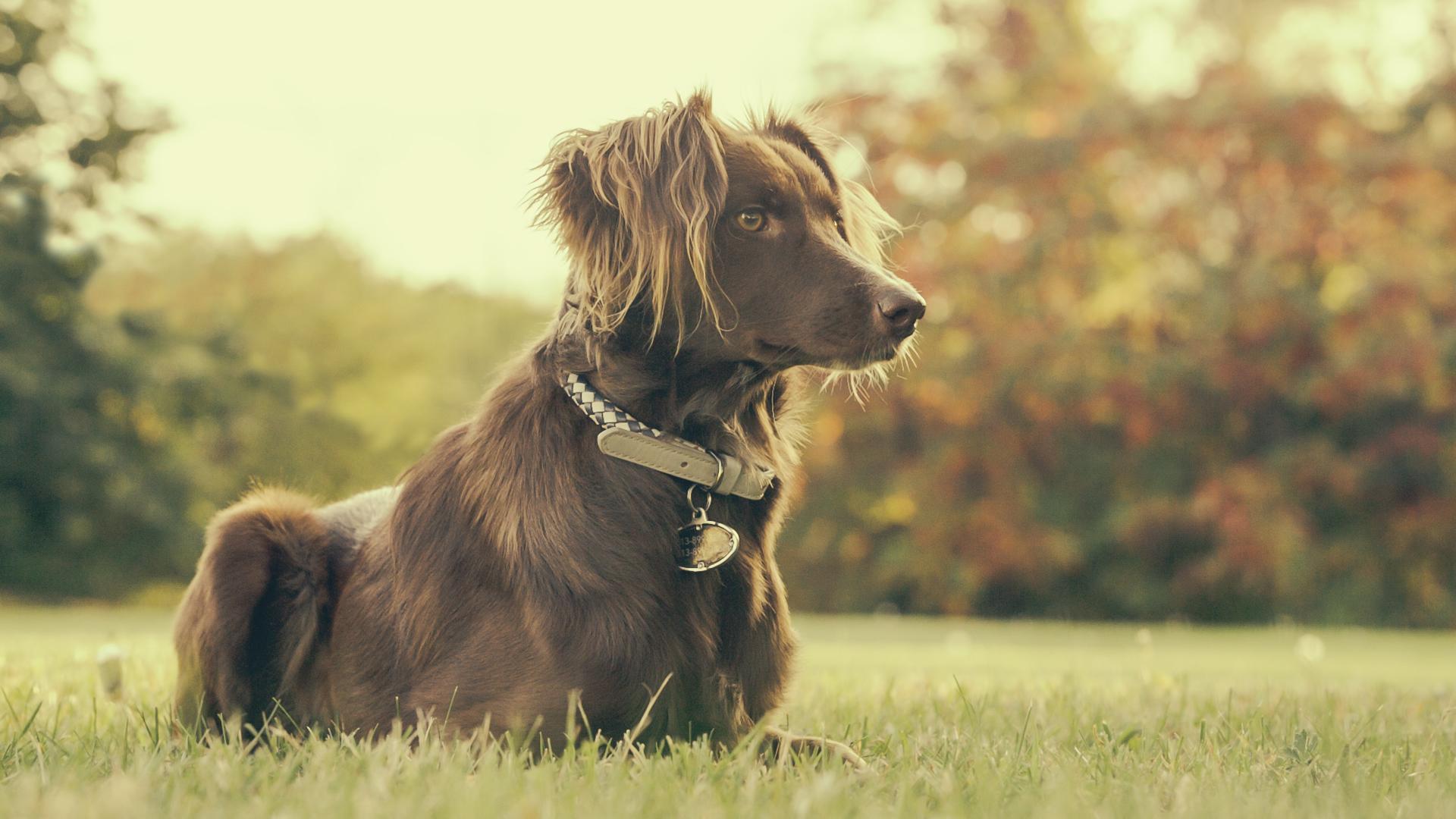Dog collars