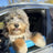 Car Window Cushion Rest for Dogs