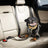 2-in-1 Bungee Leash & Car Seat Belt