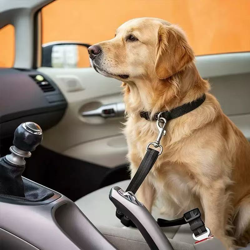 2-in-1 Bungee Leash & Car Seat Belt