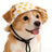 K9 Bucket Hat