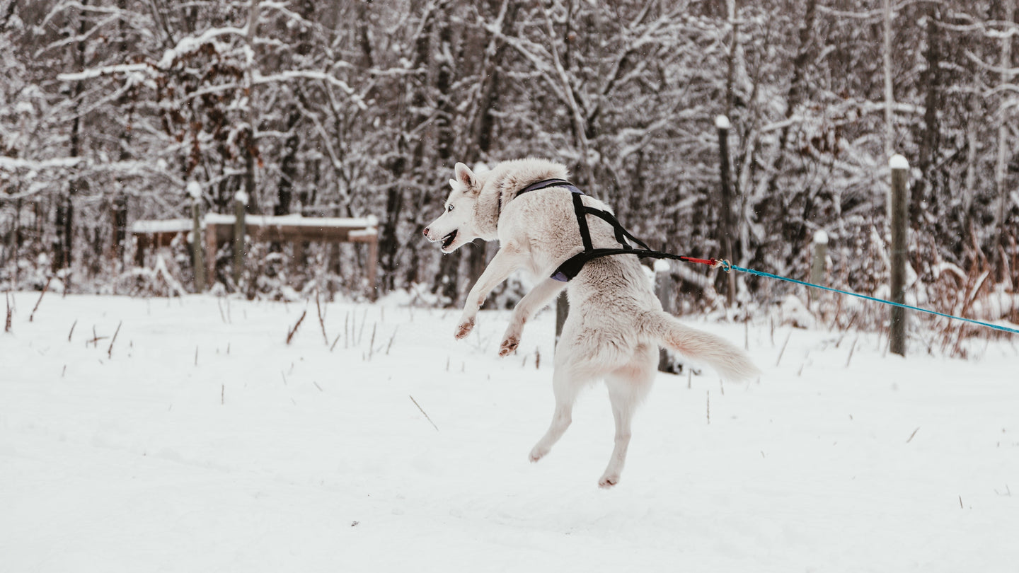 Fetch Flyer Disc in play