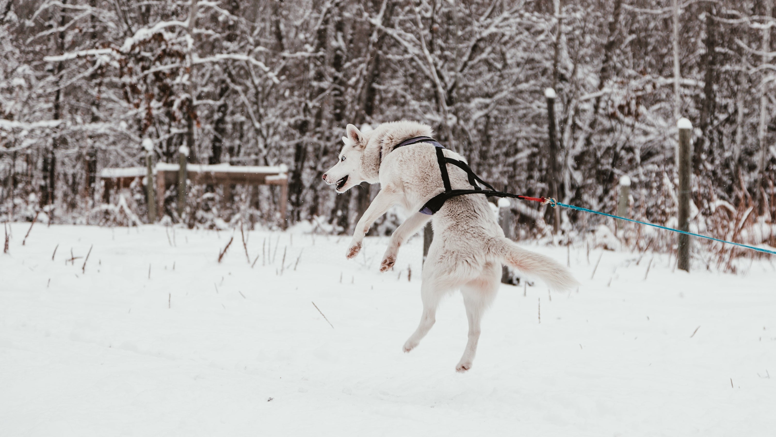 Fetch Flyer Disc in play