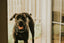 K9 Trail Boots