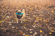 Dog catching Fetch Flyer Disc