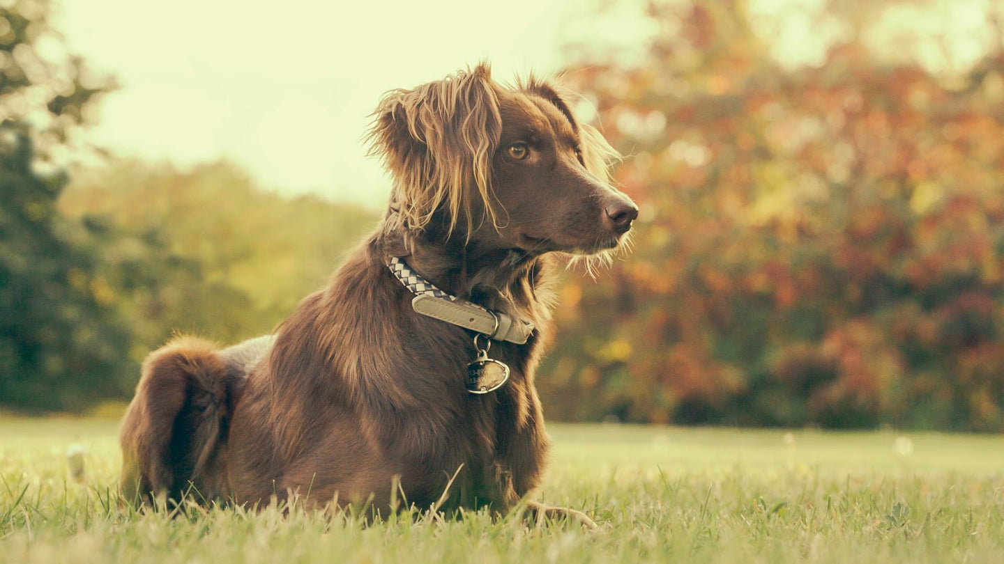 K9 Trail Boots outdoors